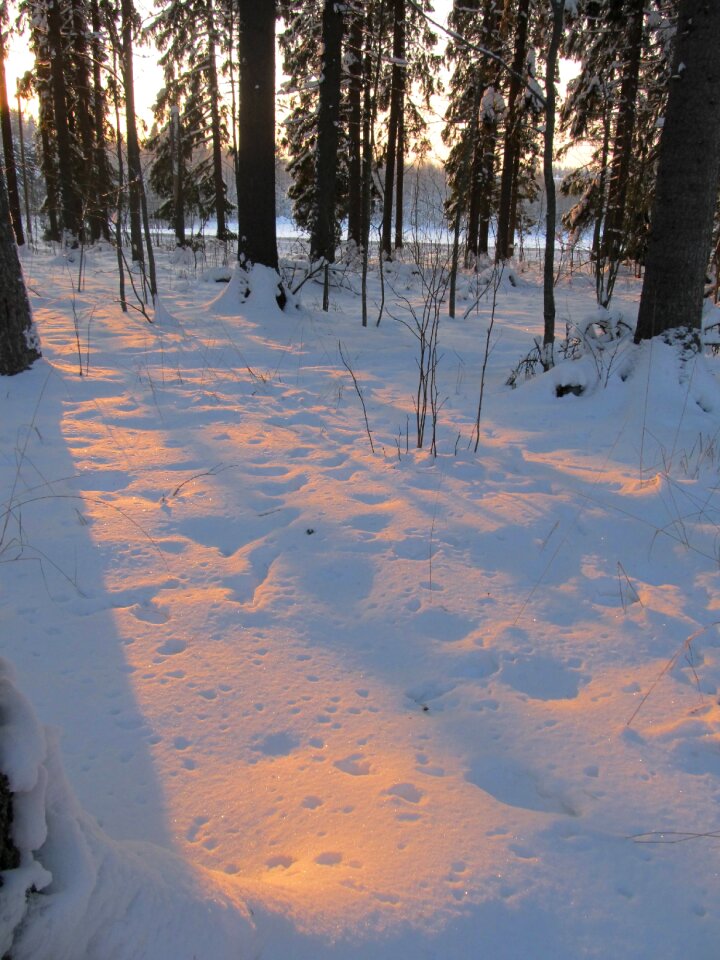 Forest sunset crust