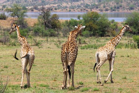 Safaris scenic beautiful