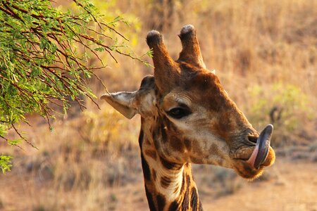 Adventure safaris scenic