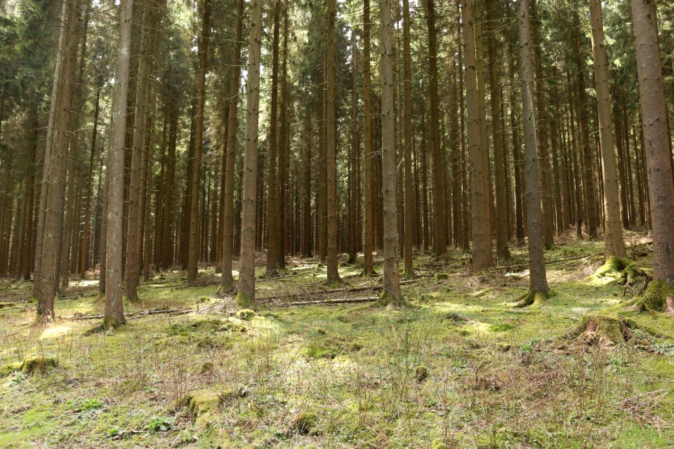 Tree trunks log summer photo