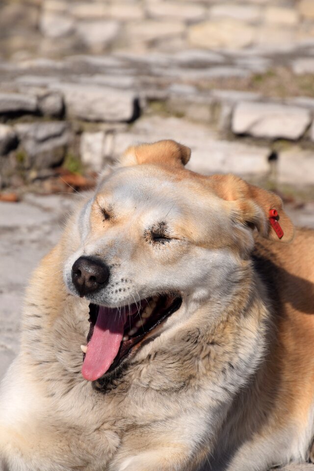 Dog sleepy
