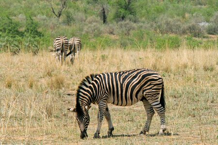 Safaris scenic beautiful