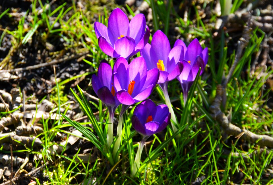 Purple garden nature