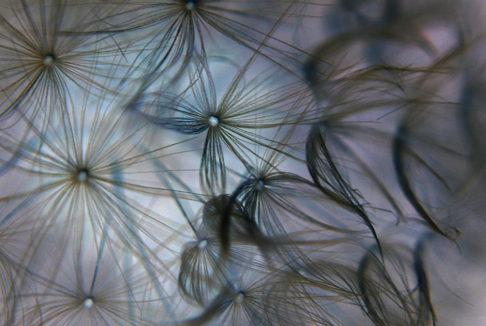 Dandelion light flowers