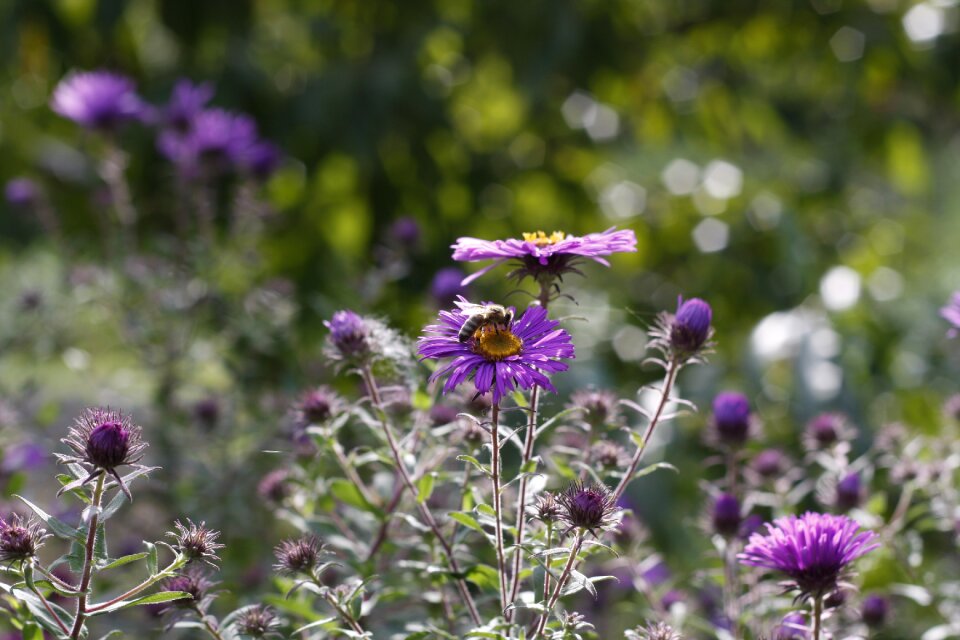 Floral natural purple flowers