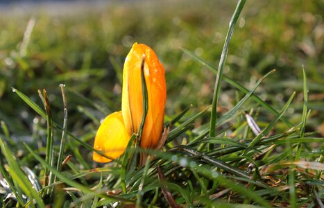 Early bloomer spring flower flowers photo