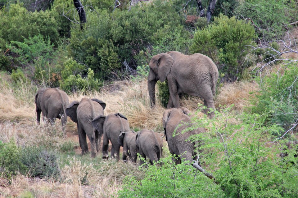 Safaris scenic beautiful
