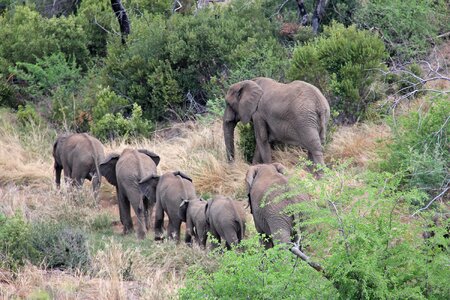 Safaris scenic beautiful
