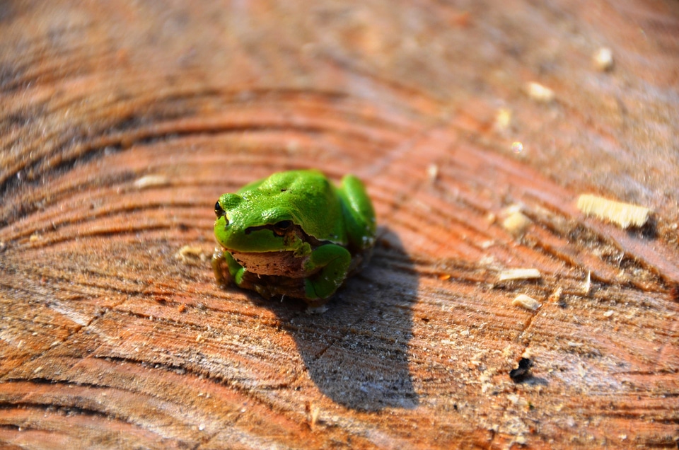 Amphibians wood green