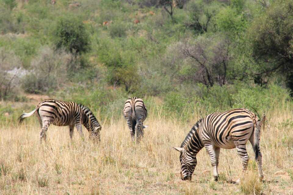 Safaris scenic beautiful