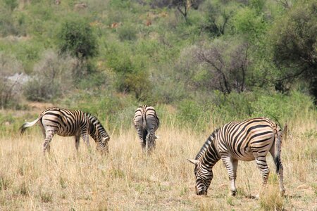 Safaris scenic beautiful