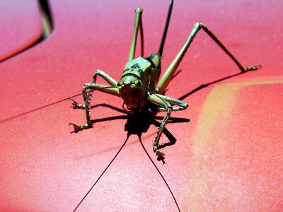 Close up nature flight insect