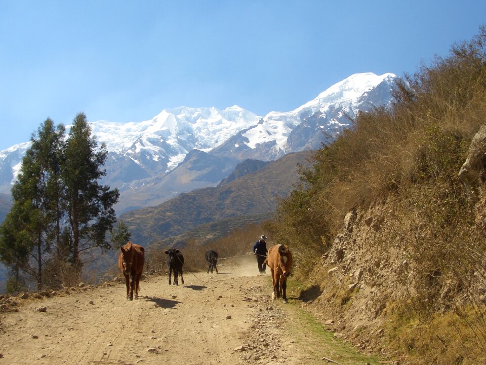 Road bolivia horses