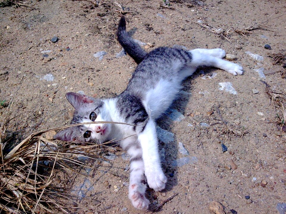 Cute animals kitten cute