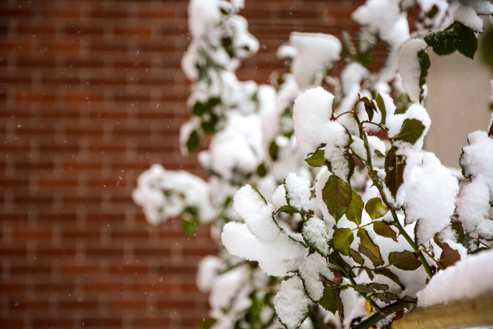 Snow rose bushing