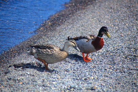 Ducks lake