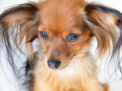 Dog petit big ears