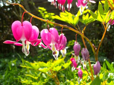 Bloom nature pink photo