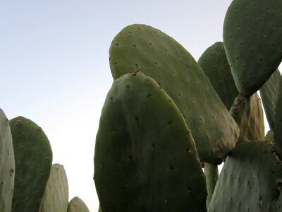 Green cactus greenhouse plant