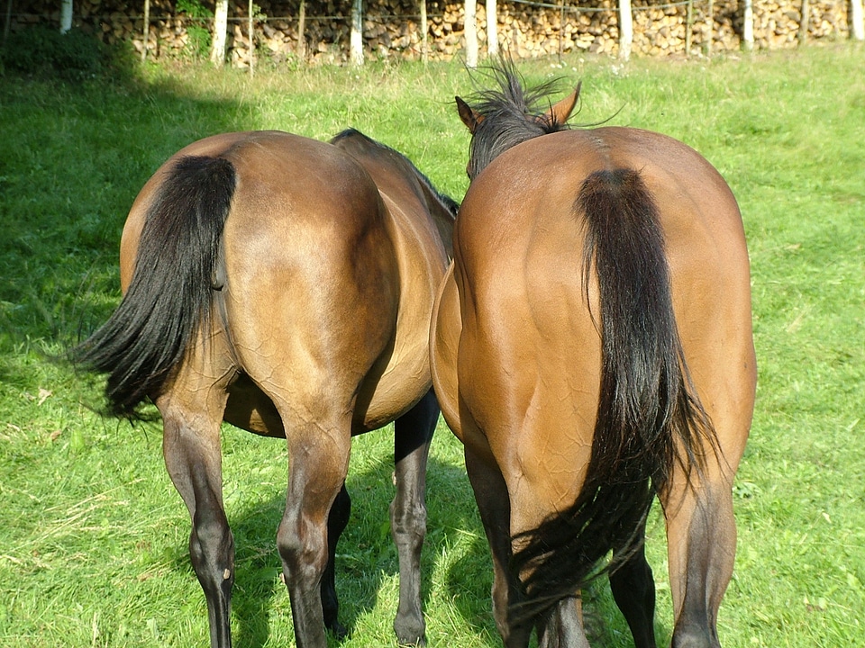 Horse pasture graze