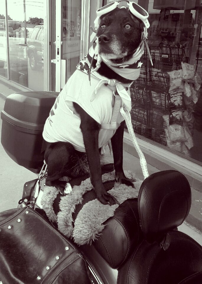 Motorcycle animal pets