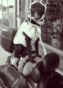 Motorcycle animal pets photo