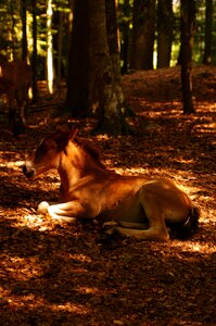 Nap shadow forest