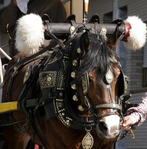 Animals horse party cascabelles