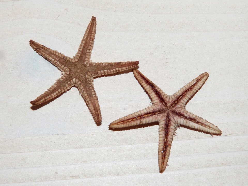 Sea star star starfish