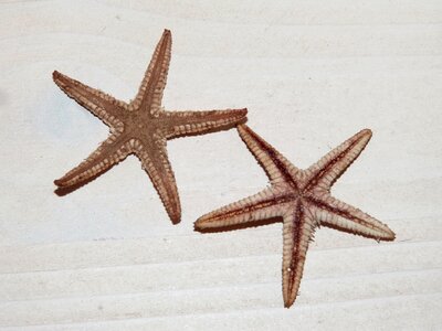 Sea star star starfish photo
