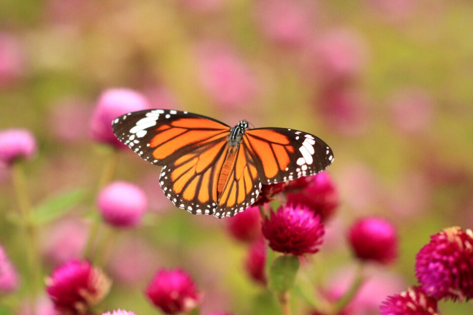Monarch butterfly wings nature