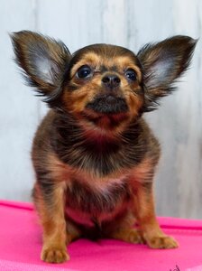 Dog petit big ears
