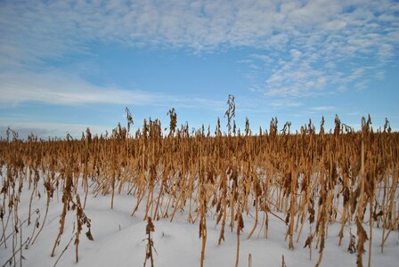Field snow landscape photo