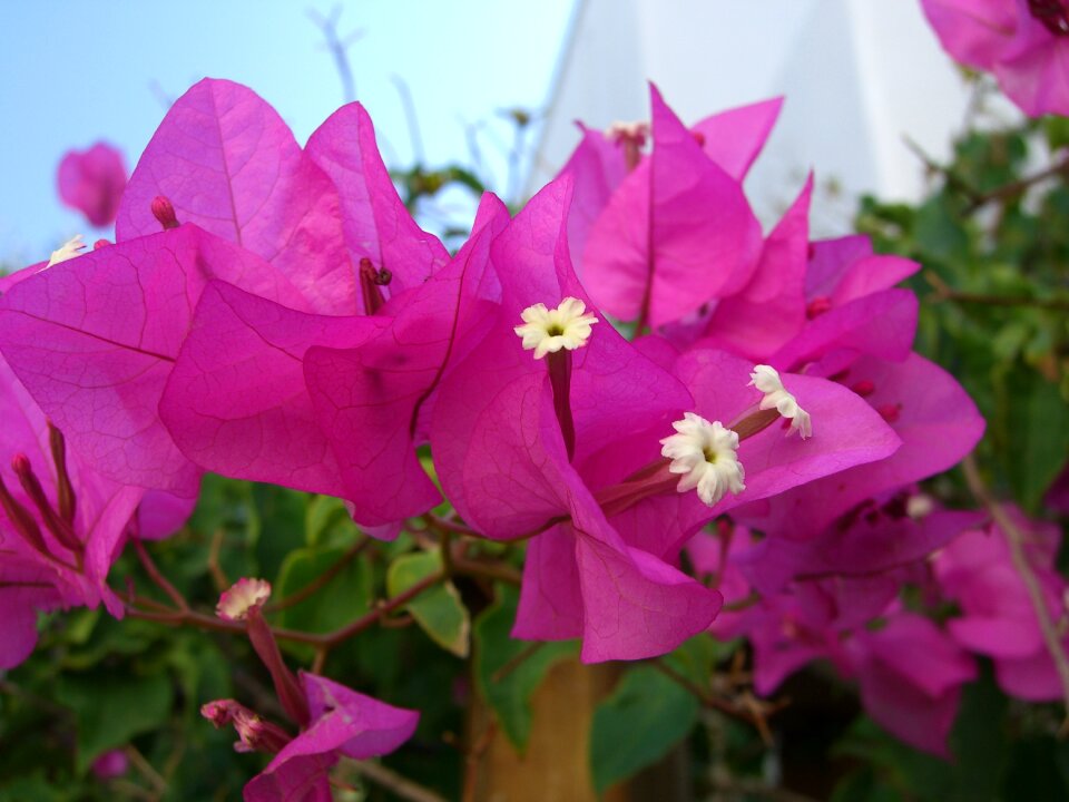 Close up pistil bush photo