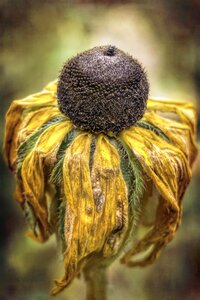 Dead dry macro photo