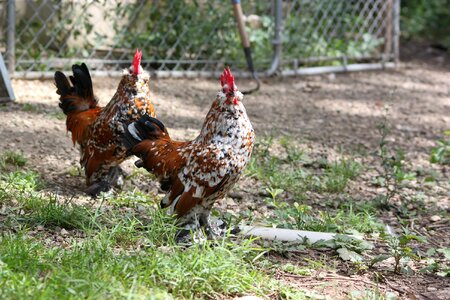 Farm animal bird photo