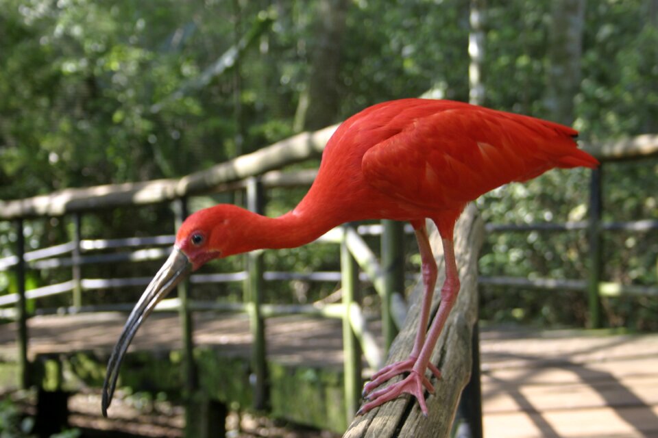 Birds nature coral