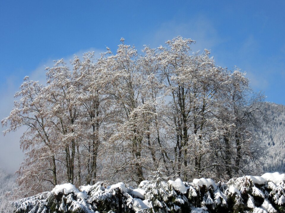 Frost cold nature