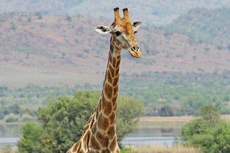 Safaris scenic beautiful