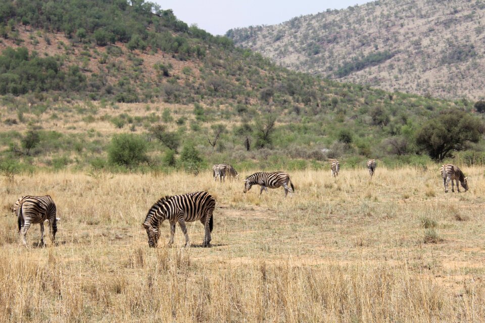 Safaris scenic beautiful