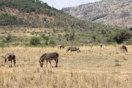 Safaris scenic beautiful