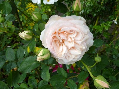 White tender romantic