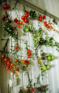 Red green harvest