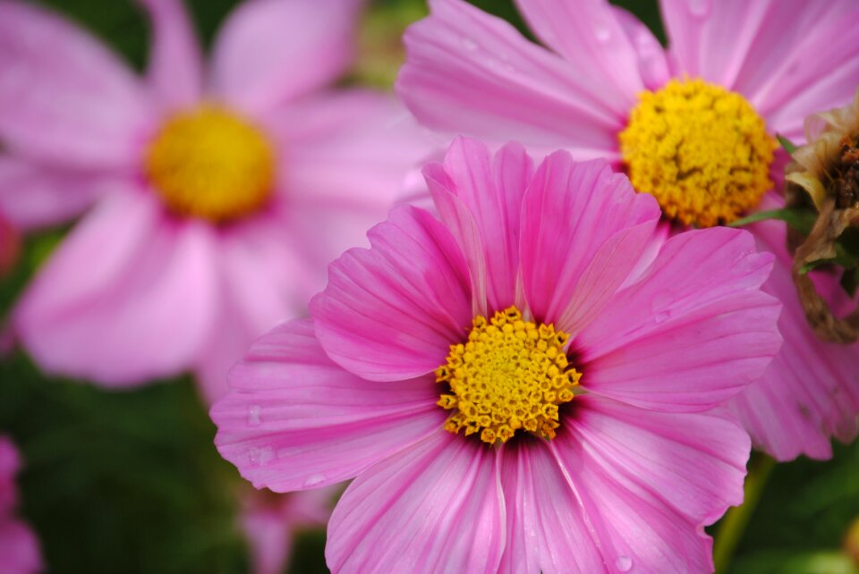 Spring blossom colorful
