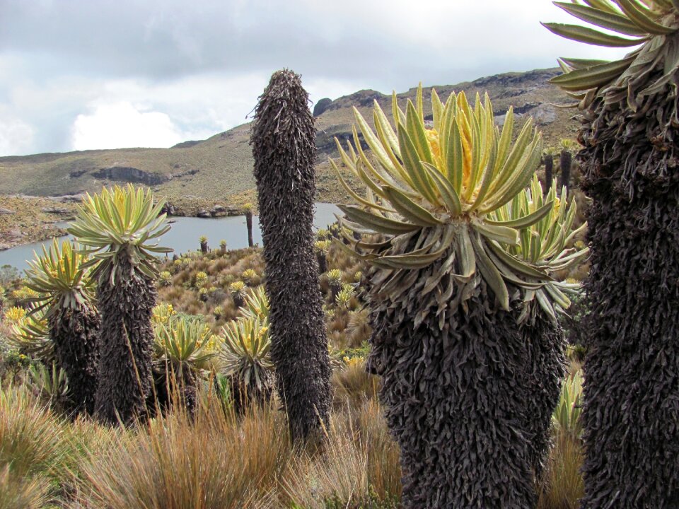 Colombia risaralda paramo