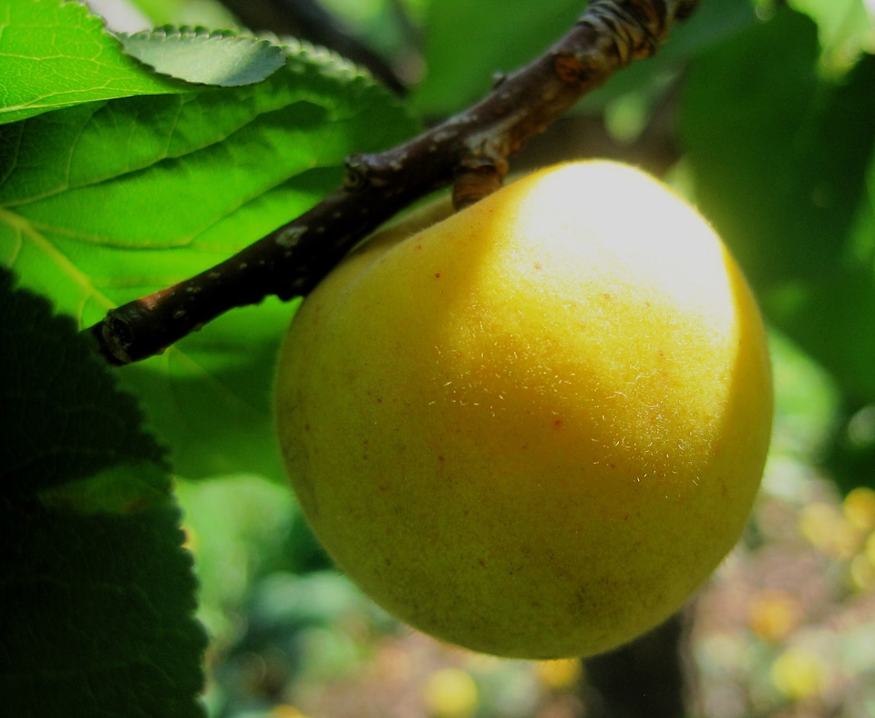 Smooth fruit juicy