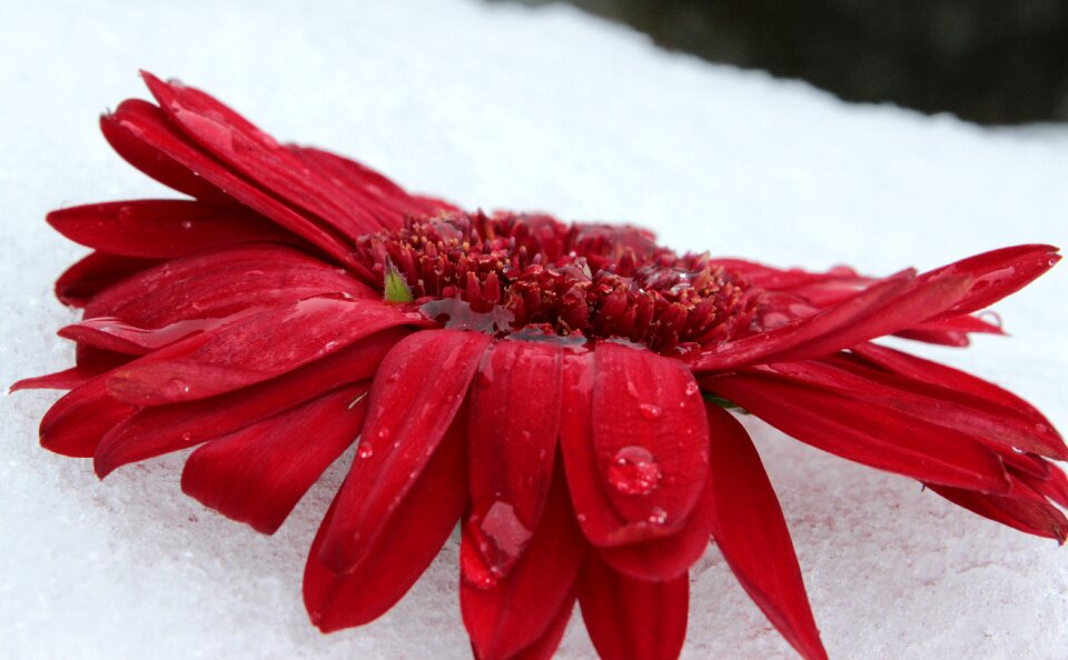 Flower red bloom