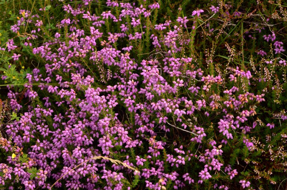 Field nature flora