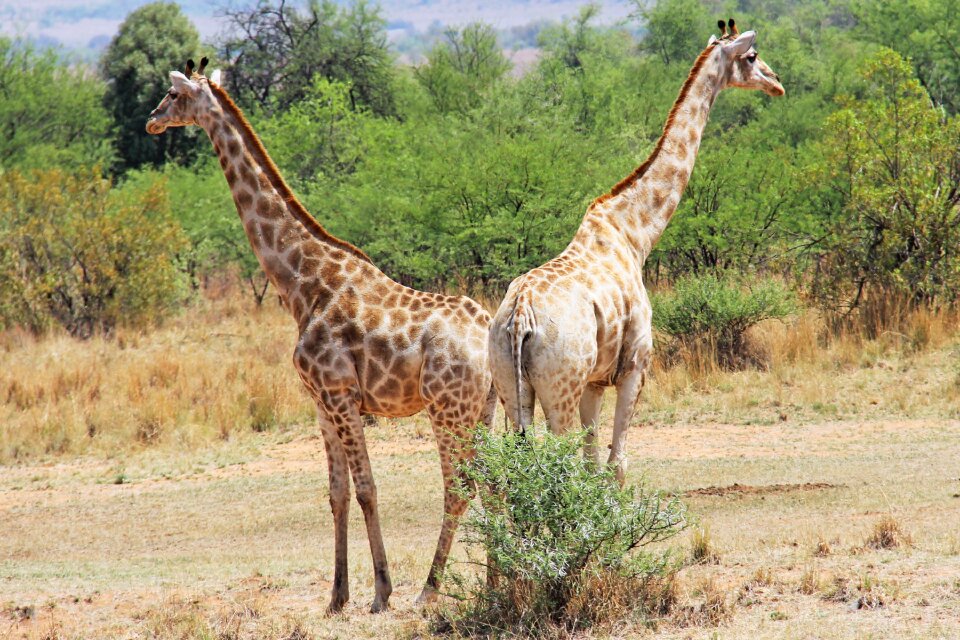 Safaris scenic beautiful