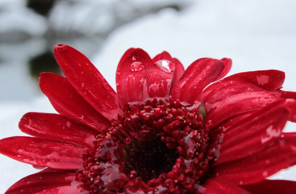 Flower bloom drop of water